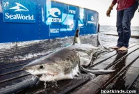 Researchers Tag Great White Sharks Off Nova Scotia to Track Movements
