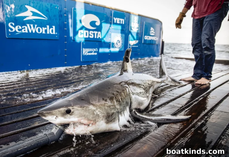 Researchers Tag Great White Sharks Off Nova Scotia to Track Movements