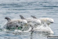 How to Watch Marine Mammals Safely and Legally