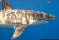 Great White Shark Caught from Shore in Dramatic Beach Capture