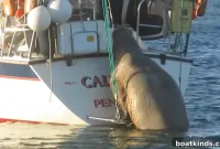 Walrus Boards Boats on European Cruise