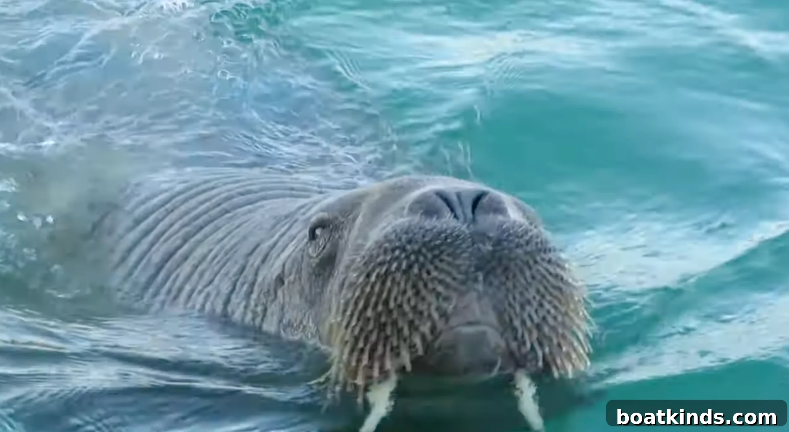 Walrus on a boat near Isles of Scilly