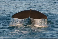 Fishing Crew Finds Rare $1.5M Ambergris at Sea