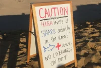 Boat Owners Needed for Shark Spotting Program