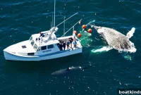 Drone Photos Reveal Cape Cod’s Largest Shark
