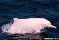 Hong Kong Pink Dolphins Win Temporary Reprieve