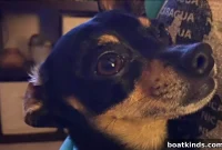 Dog Overboard? Immediate Steps to Rescue Your Dog