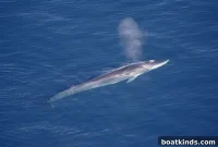 Whale Songs Unlock New Insights in Ocean Research