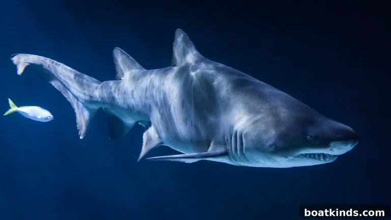 Shark Populations Plummet Worldwide: Causes and Solutions