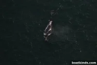 Two Right Whale Species Now Critically Endangered