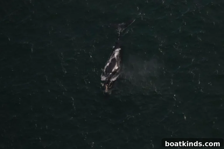 Two Right Whale Species Now Critically Endangered