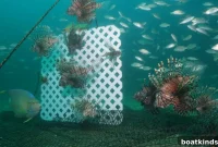 Shoreline Fencing Cuts Invasive Lionfish Numbers