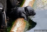 Why You Shouldn’t Touch Seal Pups: Wildlife Safety Tips