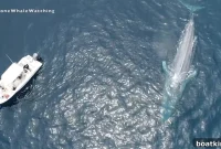 Drone Films Blue Whale Close to Boat