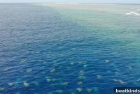 Stunning Aerial Drone Footage of Green Sea Turtles