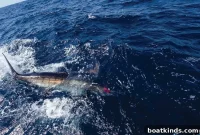Billfish Head North: Migration Routes, Timing and Hotspots