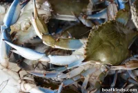 Chesapeake Bay Blue Crab Population Stable, New Report Finds