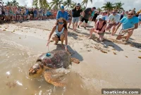 Sea Turtle Released Last Year Has Traveled 1,600 Miles