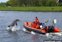 Dolphin Rescued in Amsterdam Released into the Sea