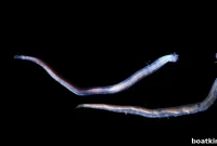 New Deep-Sea Creatures Discovered