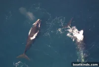 New Vessel Speed Restriction Zone Protects Right Whales