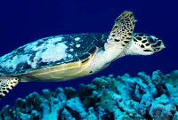 Loggerhead Turtle’s 23K-Mile Journey: South Africa to Australia