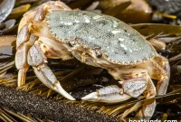 Why Dungeness Crab Populations Are Declining