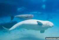 Tracking Beluga Whale Migration in the Arctic